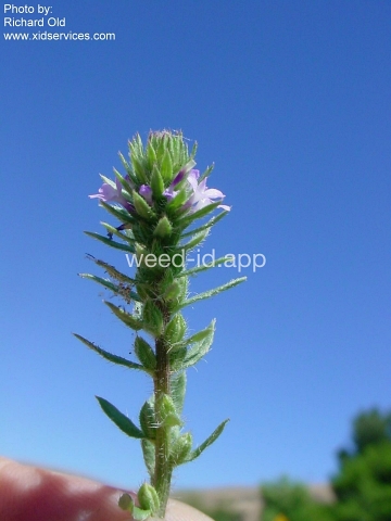 vervain, prostrate